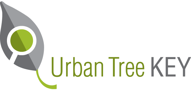 Urban Tree Key