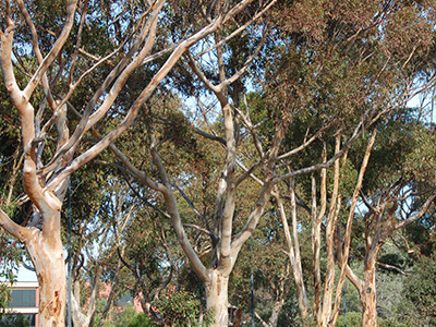 UC San Diego Campus Forest Analysis