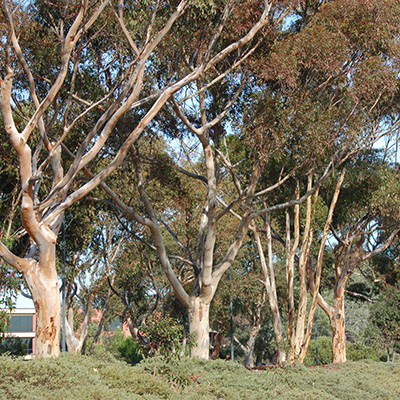 UC San Diego Campus Forest Analysis