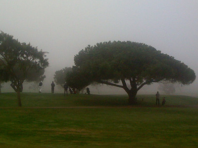 Ecosystem Services  of the Existing and Proposed Trees  of the Palo Alto Municipal Golf Course